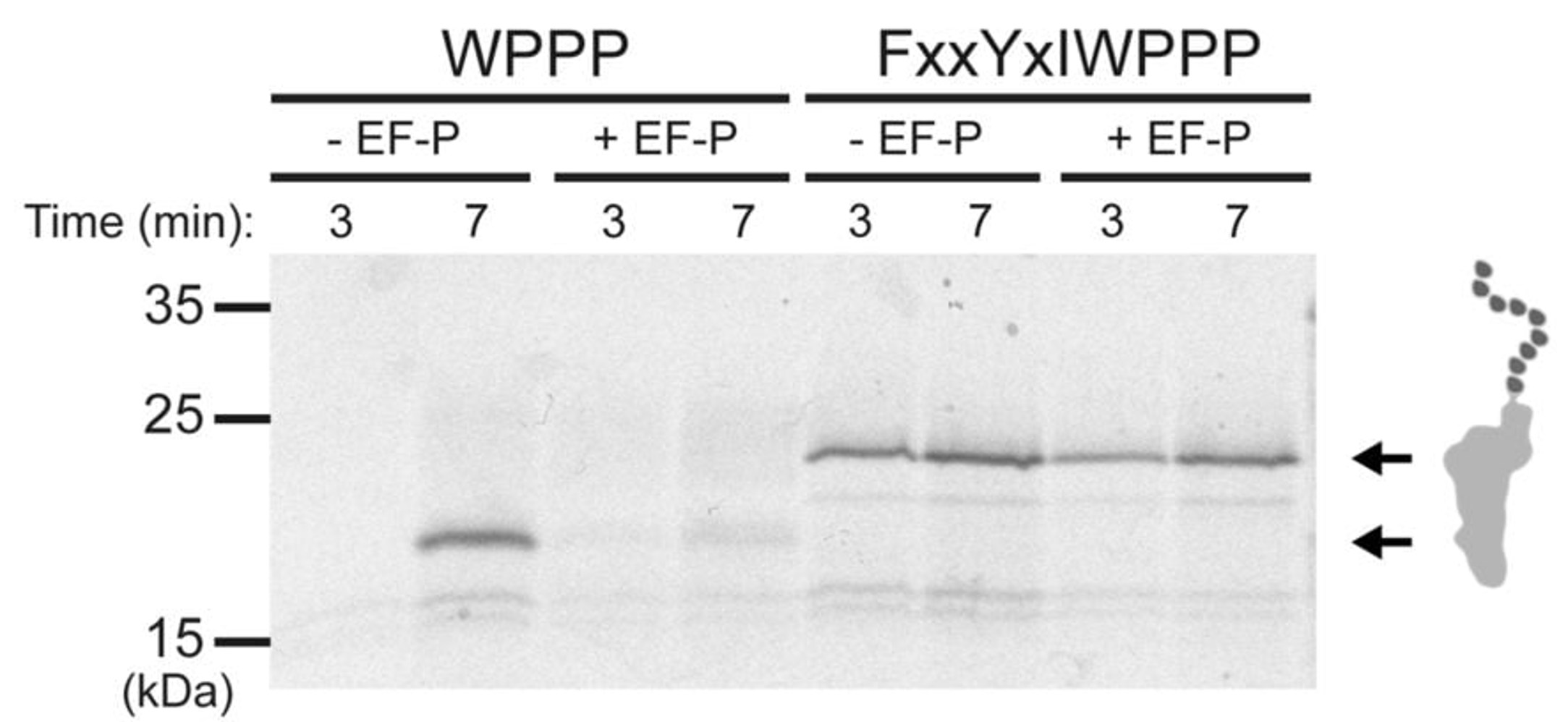 Figure 1 from Nascent peptides that block protein synthesis in bacteria