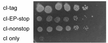 Figure 2 from Nascent peptides that block protein synthesis in bacteria