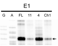 Figure 3 from Nascent peptides that block protein synthesis in bacteria