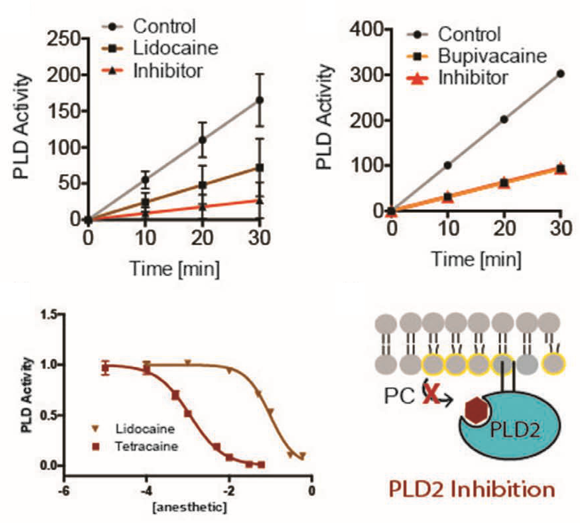 Figure 1 from Polymodal Mechanism for TWIK-Related K+ Channel Inhibition by Local Anesthetic