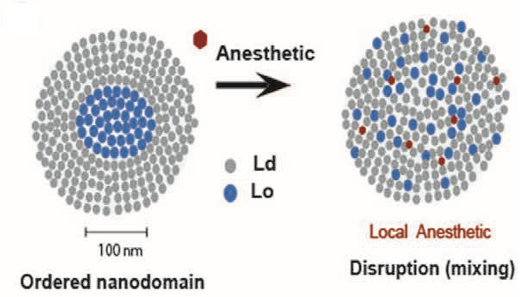 Figure 3 from Polymodal Mechanism for TWIK-Related K+ Channel Inhibition by Local Anesthetic