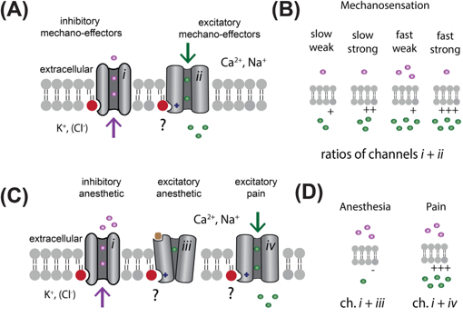 Figure 1 from Disruption of palmitate-mediated localization; a shared pathway of force and anesthetic activation of TREK-1 channels