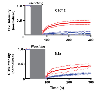 Figure 2 from Disruption of palmitate-mediated localization; a shared pathway of force and anesthetic activation of TREK-1 channels