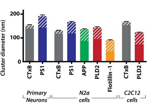 Figure 3 from Disruption of palmitate-mediated localization; a shared pathway of force and anesthetic activation of TREK-1 channels