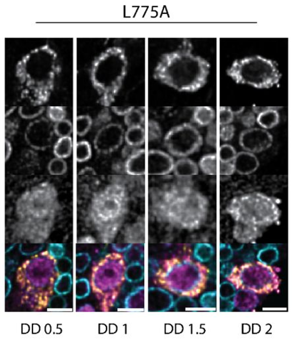 Figure 3 from The dramatic impact of the PER–DBT interaction on circadian timekeeping and temperature compensation