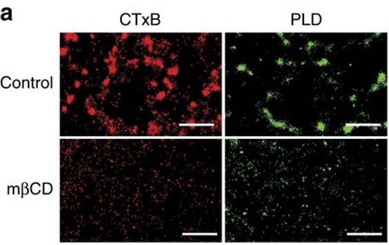 Figure 1 from Kinetic disruption of lipid rafts is a mechanosensor for phospholipase D