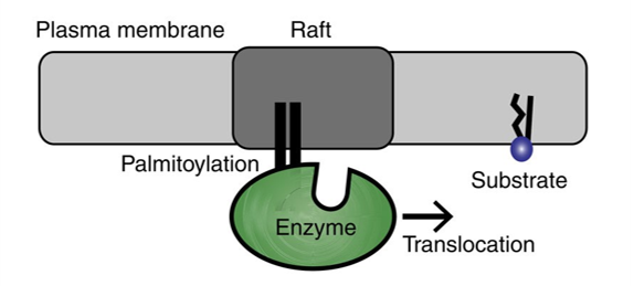 Figure 2 from Kinetic disruption of lipid rafts is a mechanosensor for phospholipase D