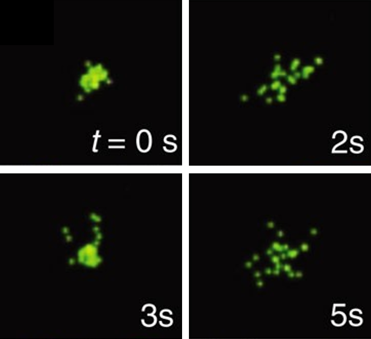 Figure 3 from Kinetic disruption of lipid rafts is a mechanosensor for phospholipase D