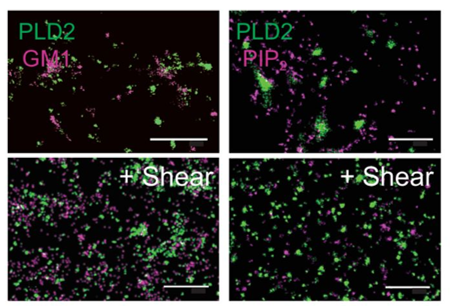 Figure 2 from Mechanical activation of TWIK-related potassium channel by nanoscopic movement and rapid second messenger signaling