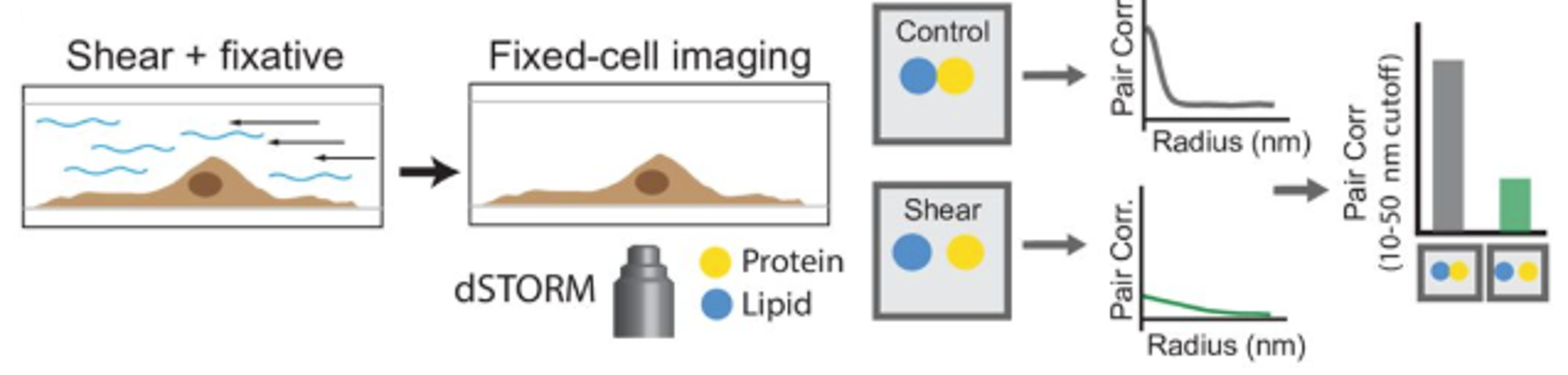 Temperature-Controlled Rapid Shear Fixation